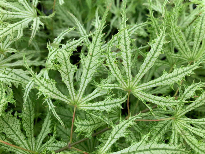 - FOR PICKUP ONLY | Acer palmatum 'Sister Ghost' Japanese Maple | DOES NOT SHIP - Mr Maple │ Buy Japanese Maple Trees