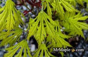 - FOR PICKUP ONLY | Acer palmatum 'Sister Ghost' Japanese Maple | DOES NOT SHIP - Mr Maple │ Buy Japanese Maple Trees