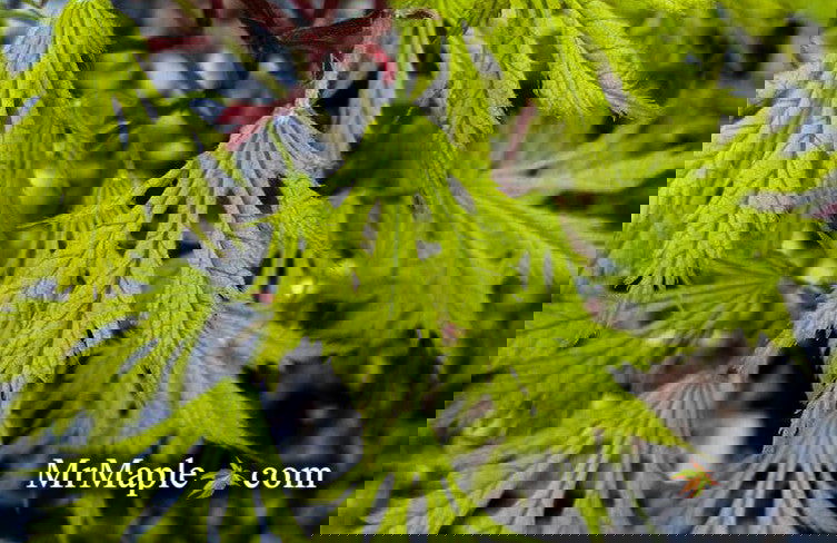 - FOR PICKUP ONLY | Acer palmatum 'Sister Ghost' Japanese Maple | DOES NOT SHIP - Mr Maple │ Buy Japanese Maple Trees