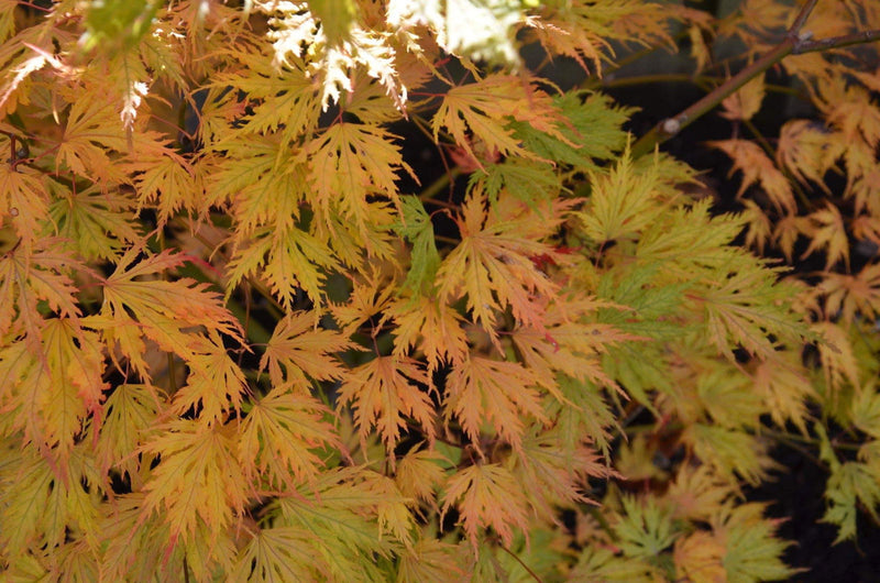 - FOR PICKUP ONLY | Acer palmatum 'Sister Ghost' Japanese Maple | DOES NOT SHIP - Mr Maple │ Buy Japanese Maple Trees