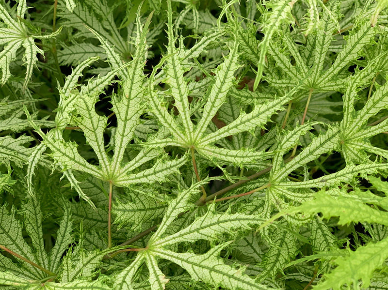 - FOR PICKUP ONLY | Acer palmatum 'Sister Ghost' Japanese Maple | DOES NOT SHIP - Mr Maple │ Buy Japanese Maple Trees