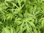 - FOR PICKUP ONLY | Acer palmatum 'Sister Ghost' Japanese Maple | DOES NOT SHIP - Mr Maple │ Buy Japanese Maple Trees