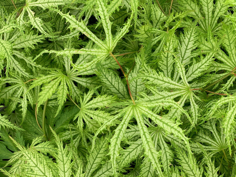- FOR PICKUP ONLY | Acer palmatum 'Sister Ghost' Japanese Maple | DOES NOT SHIP - Mr Maple │ Buy Japanese Maple Trees