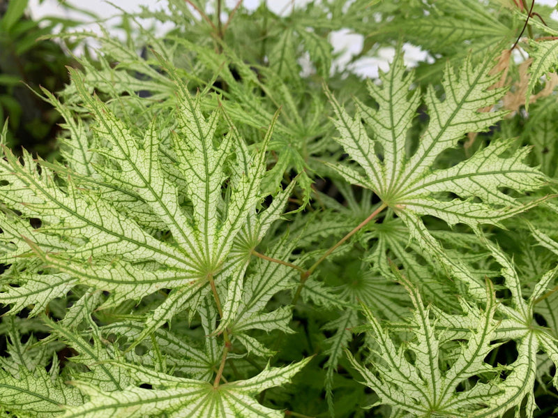 - FOR PICKUP ONLY | Acer palmatum 'Sister Ghost' Japanese Maple | DOES NOT SHIP - Mr Maple │ Buy Japanese Maple Trees