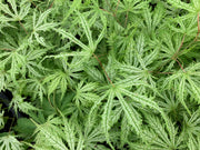 - FOR PICKUP ONLY | Acer palmatum 'Sister Ghost' Japanese Maple | DOES NOT SHIP - Mr Maple │ Buy Japanese Maple Trees