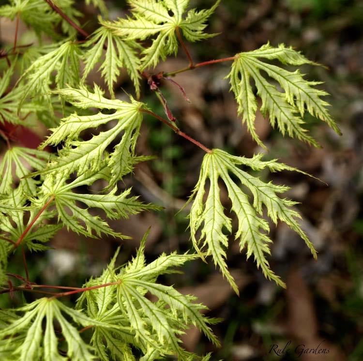 - FOR PICKUP ONLY | Acer palmatum 'Sister Ghost' Japanese Maple | DOES NOT SHIP - Mr Maple │ Buy Japanese Maple Trees