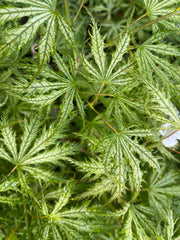 - FOR PICKUP ONLY | Acer palmatum 'Sister Ghost' Japanese Maple | DOES NOT SHIP - Mr Maple │ Buy Japanese Maple Trees