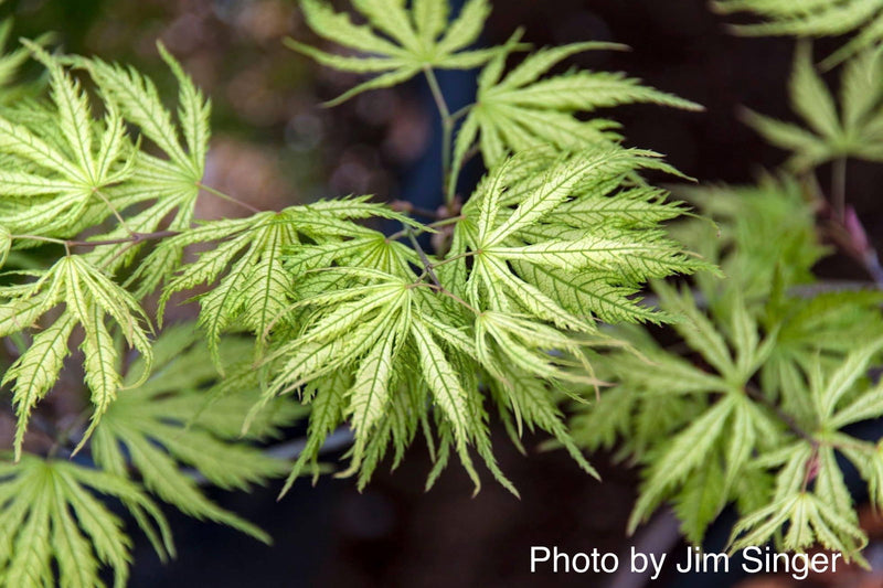 - FOR PICKUP ONLY | Acer palmatum 'Sister Ghost' Japanese Maple | DOES NOT SHIP - Mr Maple │ Buy Japanese Maple Trees