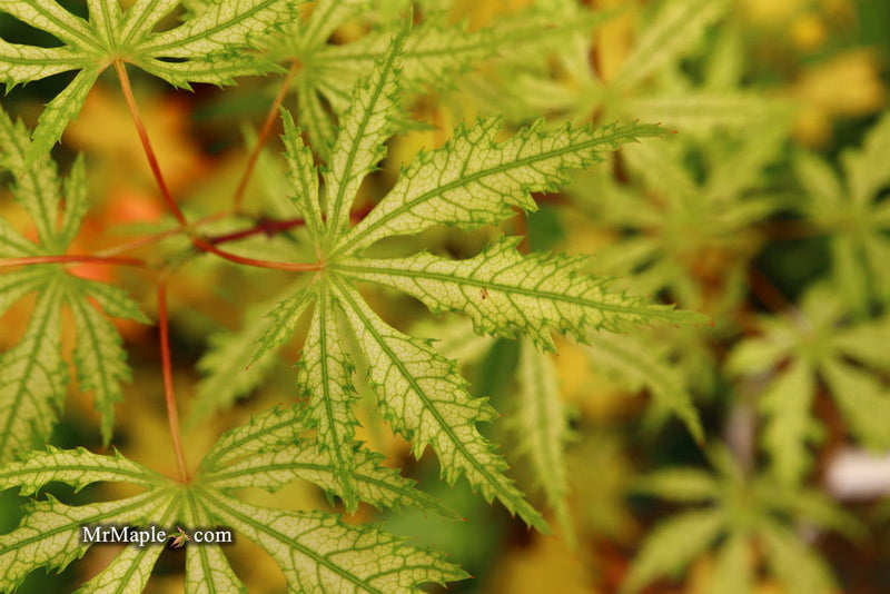- FOR PICKUP ONLY | Acer palmatum 'Sister Ghost' Japanese Maple | DOES NOT SHIP - Mr Maple │ Buy Japanese Maple Trees
