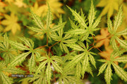 - FOR PICKUP ONLY | Acer palmatum 'Sister Ghost' Japanese Maple | DOES NOT SHIP - Mr Maple │ Buy Japanese Maple Trees