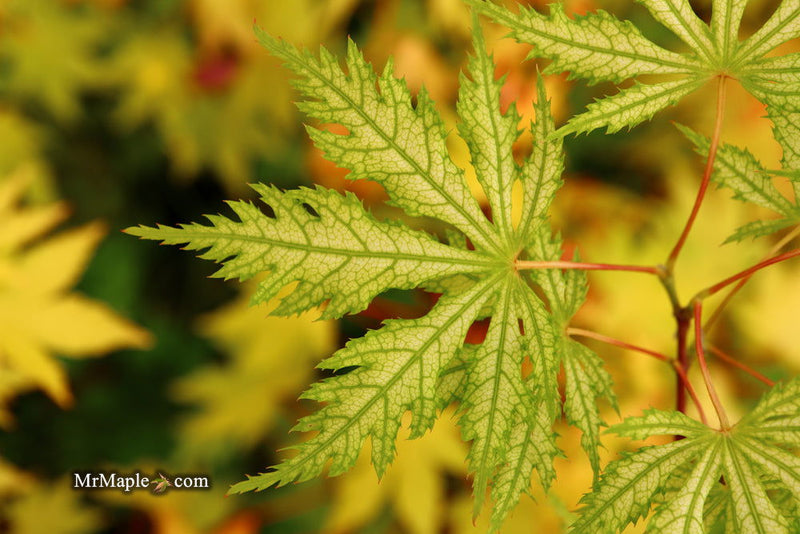 - FOR PICKUP ONLY | Acer palmatum 'Sister Ghost' Japanese Maple | DOES NOT SHIP - Mr Maple │ Buy Japanese Maple Trees