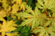 - FOR PICKUP ONLY | Acer palmatum 'Sister Ghost' Japanese Maple | DOES NOT SHIP - Mr Maple │ Buy Japanese Maple Trees