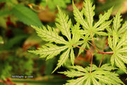 - FOR PICKUP ONLY | Acer palmatum 'Sister Ghost' Japanese Maple | DOES NOT SHIP - Mr Maple │ Buy Japanese Maple Trees