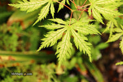- FOR PICKUP ONLY | Acer palmatum 'Sister Ghost' Japanese Maple | DOES NOT SHIP - Mr Maple │ Buy Japanese Maple Trees