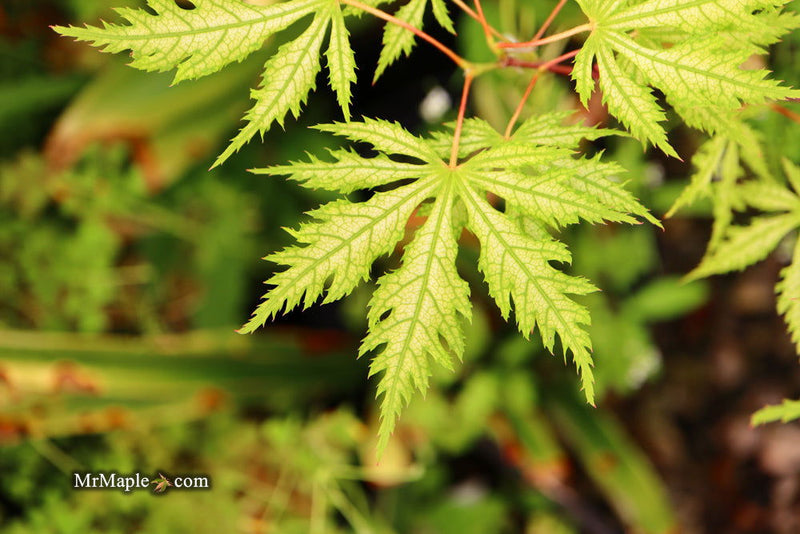- FOR PICKUP ONLY | Acer palmatum 'Sister Ghost' Japanese Maple | DOES NOT SHIP - Mr Maple │ Buy Japanese Maple Trees