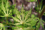 - FOR PICKUP ONLY | Acer palmatum 'Sister Ghost' Japanese Maple | DOES NOT SHIP - Mr Maple │ Buy Japanese Maple Trees