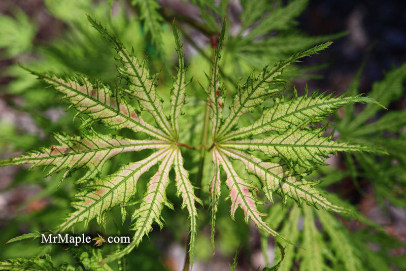 - FOR PICKUP ONLY | Acer palmatum 'Sister Ghost' Japanese Maple | DOES NOT SHIP - Mr Maple │ Buy Japanese Maple Trees