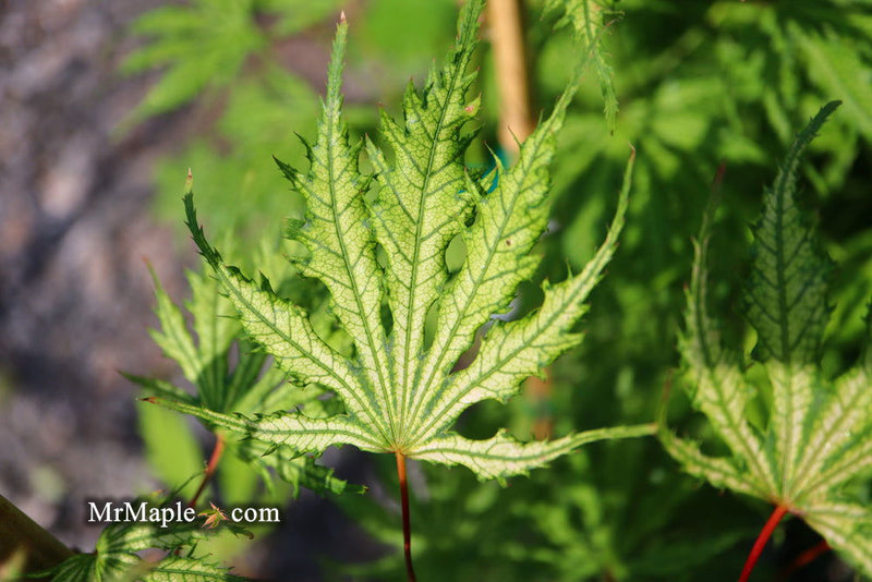 - FOR PICKUP ONLY | Acer palmatum 'Sister Ghost' Japanese Maple | DOES NOT SHIP - Mr Maple │ Buy Japanese Maple Trees