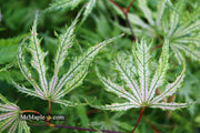 - FOR PICKUP ONLY | Acer palmatum 'Sister Ghost' Japanese Maple | DOES NOT SHIP - Mr Maple │ Buy Japanese Maple Trees