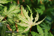 - FOR PICKUP ONLY | Acer palmatum 'Sister Ghost' Japanese Maple | DOES NOT SHIP - Mr Maple │ Buy Japanese Maple Trees