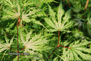 - FOR PICKUP ONLY | Acer palmatum 'Sister Ghost' Japanese Maple | DOES NOT SHIP - Mr Maple │ Buy Japanese Maple Trees