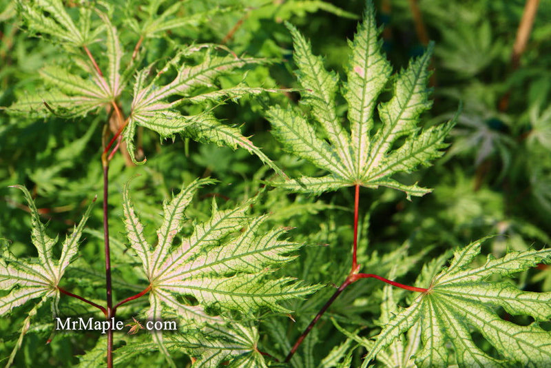- FOR PICKUP ONLY | Acer palmatum 'Sister Ghost' Japanese Maple | DOES NOT SHIP - Mr Maple │ Buy Japanese Maple Trees