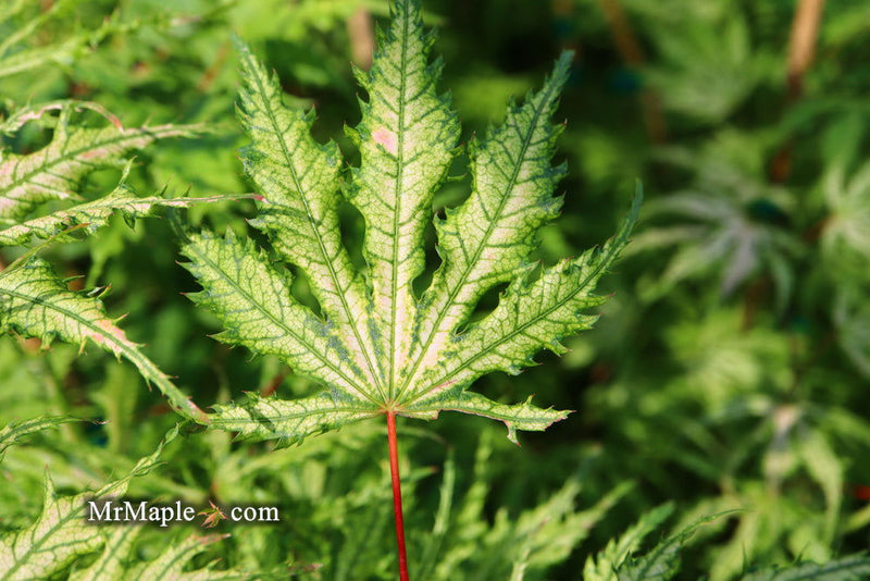 - FOR PICKUP ONLY | Acer palmatum 'Sister Ghost' Japanese Maple | DOES NOT SHIP - Mr Maple │ Buy Japanese Maple Trees