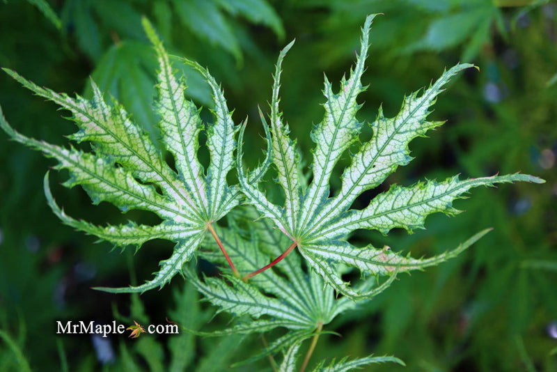 - FOR PICKUP ONLY | Acer palmatum 'Sister Ghost' Japanese Maple | DOES NOT SHIP - Mr Maple │ Buy Japanese Maple Trees