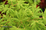 - FOR PICKUP ONLY | Acer palmatum 'Sister Ghost' Japanese Maple | DOES NOT SHIP - Mr Maple │ Buy Japanese Maple Trees