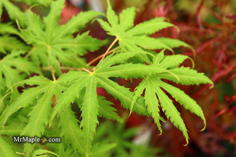 - FOR PICKUP ONLY | Acer palmatum 'Sister Ghost' Japanese Maple | DOES NOT SHIP - Mr Maple │ Buy Japanese Maple Trees