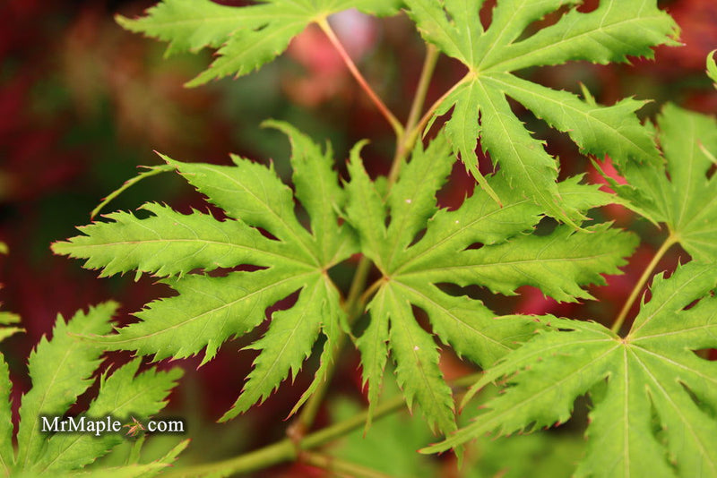 - FOR PICKUP ONLY | Acer palmatum 'Sister Ghost' Japanese Maple | DOES NOT SHIP - Mr Maple │ Buy Japanese Maple Trees