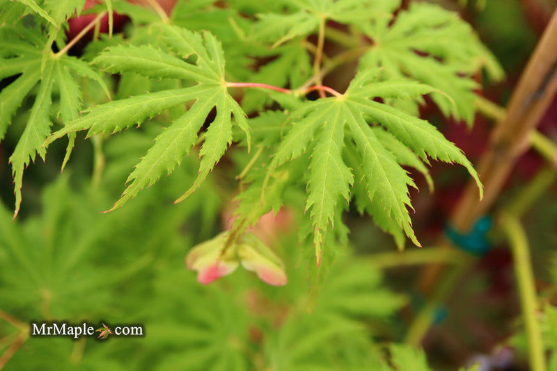 - FOR PICKUP ONLY | Acer palmatum 'Sister Ghost' Japanese Maple | DOES NOT SHIP - Mr Maple │ Buy Japanese Maple Trees