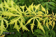 - FOR PICKUP ONLY | Acer palmatum 'Sister Ghost' Japanese Maple | DOES NOT SHIP - Mr Maple │ Buy Japanese Maple Trees