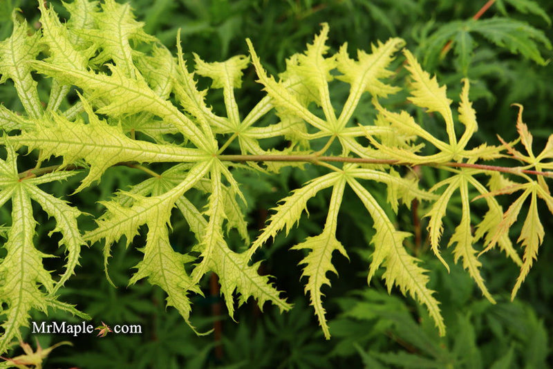 - FOR PICKUP ONLY | Acer palmatum 'Sister Ghost' Japanese Maple | DOES NOT SHIP - Mr Maple │ Buy Japanese Maple Trees