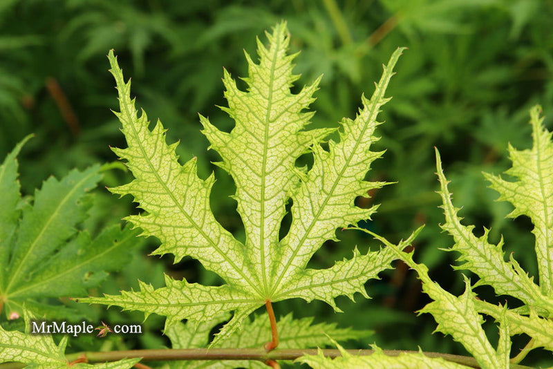 - FOR PICKUP ONLY | Acer palmatum 'Sister Ghost' Japanese Maple | DOES NOT SHIP - Mr Maple │ Buy Japanese Maple Trees