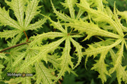 - FOR PICKUP ONLY | Acer palmatum 'Sister Ghost' Japanese Maple | DOES NOT SHIP - Mr Maple │ Buy Japanese Maple Trees
