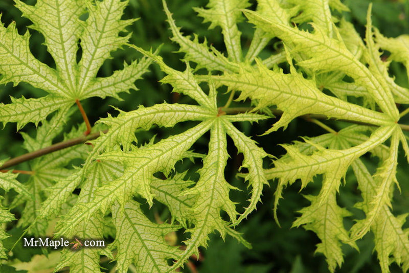 - FOR PICKUP ONLY | Acer palmatum 'Sister Ghost' Japanese Maple | DOES NOT SHIP - Mr Maple │ Buy Japanese Maple Trees