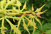 - FOR PICKUP ONLY | Acer palmatum 'Sister Ghost' Japanese Maple | DOES NOT SHIP - Mr Maple │ Buy Japanese Maple Trees