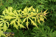 - FOR PICKUP ONLY | Acer palmatum 'Sister Ghost' Japanese Maple | DOES NOT SHIP - Mr Maple │ Buy Japanese Maple Trees