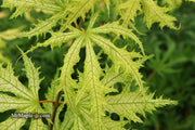 - FOR PICKUP ONLY | Acer palmatum 'Sister Ghost' Japanese Maple | DOES NOT SHIP - Mr Maple │ Buy Japanese Maple Trees