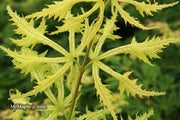 - FOR PICKUP ONLY | Acer palmatum 'Sister Ghost' Japanese Maple | DOES NOT SHIP - Mr Maple │ Buy Japanese Maple Trees