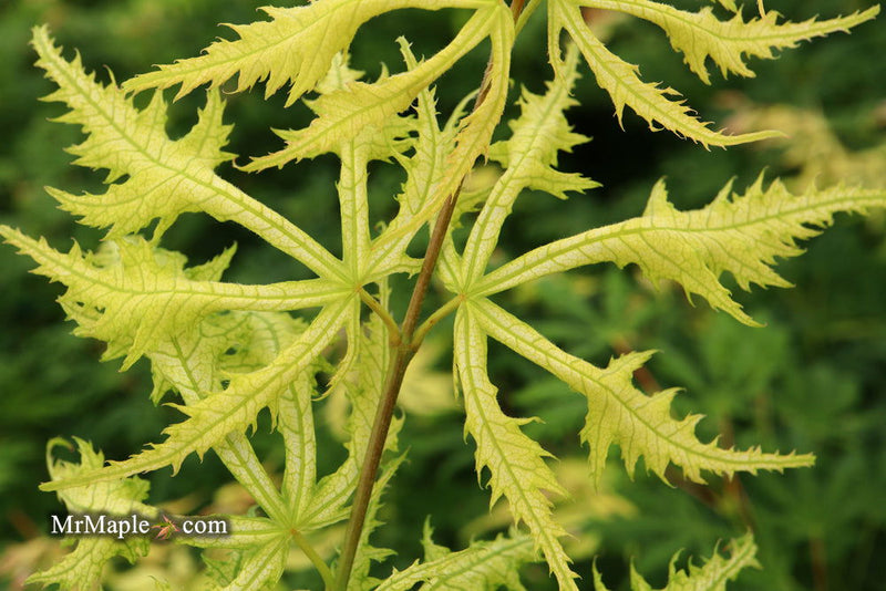 - FOR PICKUP ONLY | Acer palmatum 'Sister Ghost' Japanese Maple | DOES NOT SHIP - Mr Maple │ Buy Japanese Maple Trees