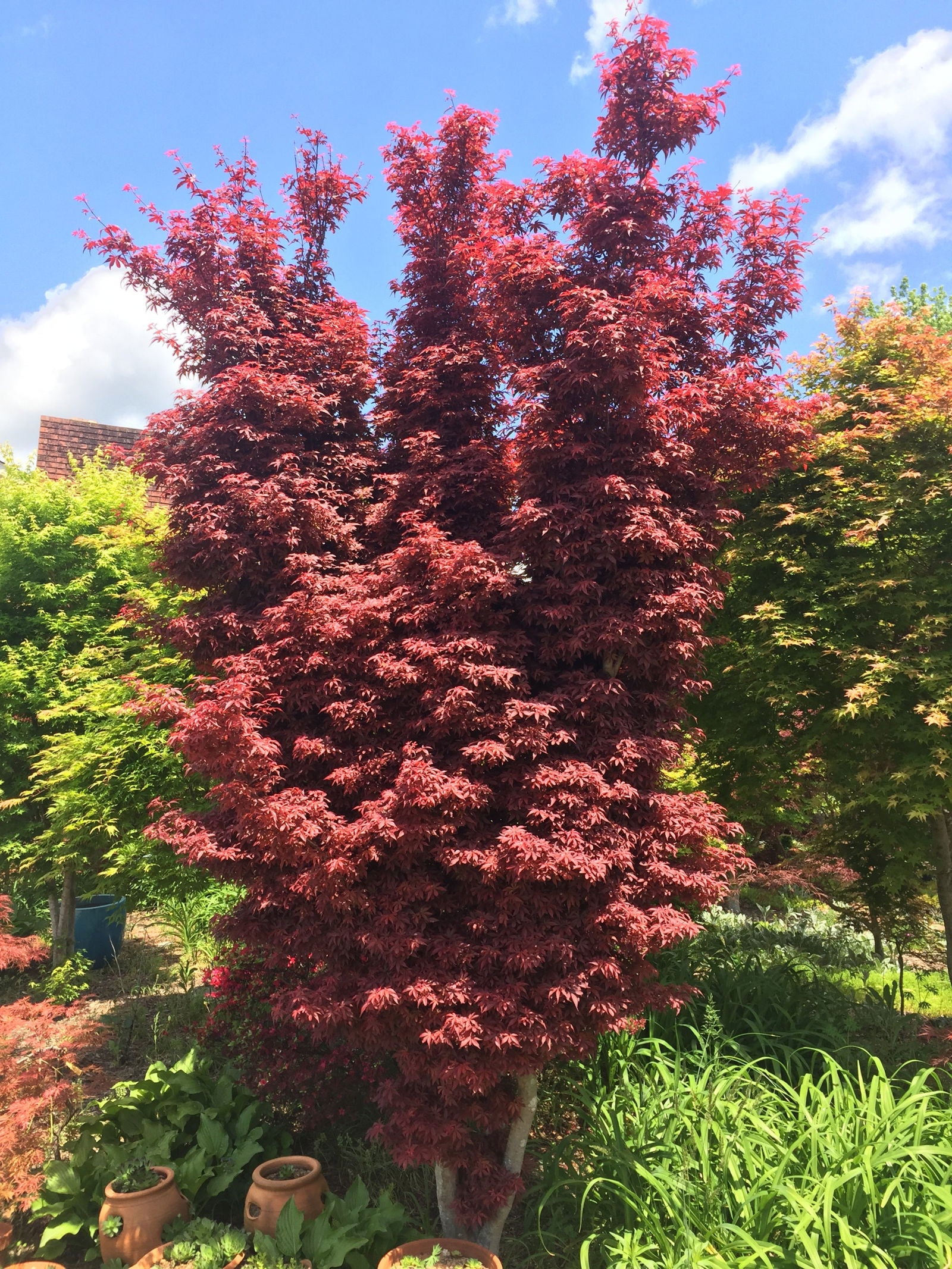 Buy Acer palmatum 'Skeeter's Broom' Narrow Red Japanese Maple — Mr