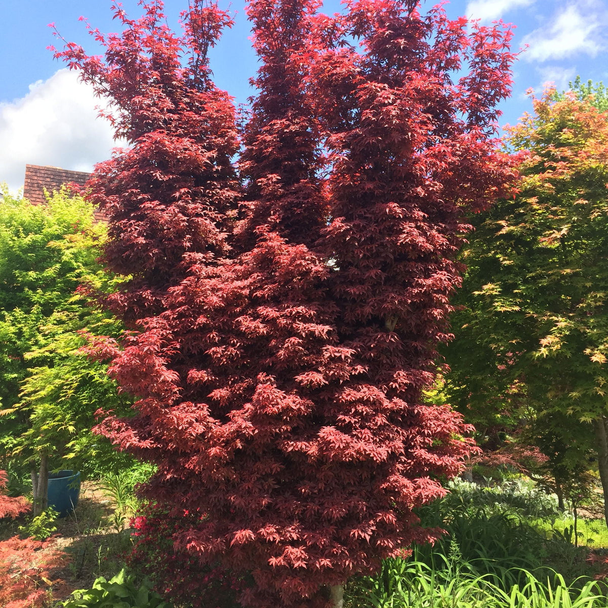 Buy Acer palmatum 'Skeeter's Broom' Narrow Red Japanese Maple — Mr