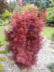 - FOR PICKUP ONLY | Acer palmatum 'Skeeter's Broom’ Narrow Red Japanese Maple | DOES NOT SHIP - Mr Maple │ Buy Japanese Maple Trees