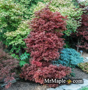 - FOR PICKUP ONLY | Acer palmatum 'Skeeter's Broom’ Narrow Red Japanese Maple | DOES NOT SHIP - Mr Maple │ Buy Japanese Maple Trees