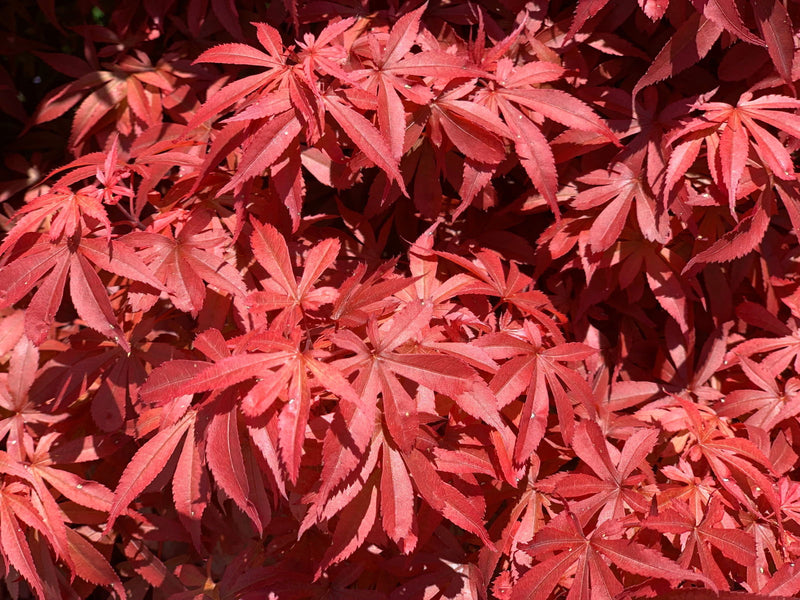 - FOR PICKUP ONLY | Acer palmatum 'Skeeter's Broom’ Narrow Red Japanese Maple | DOES NOT SHIP - Mr Maple │ Buy Japanese Maple Trees