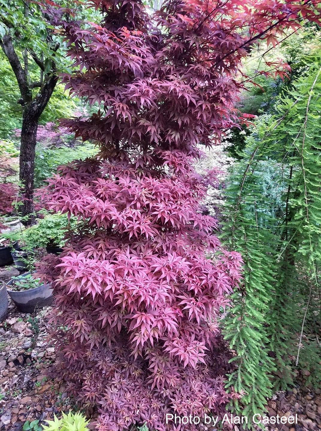 Buy Acer palmatum 'Skeeter's Broom' Narrow Red Japanese Maple — Mr ...