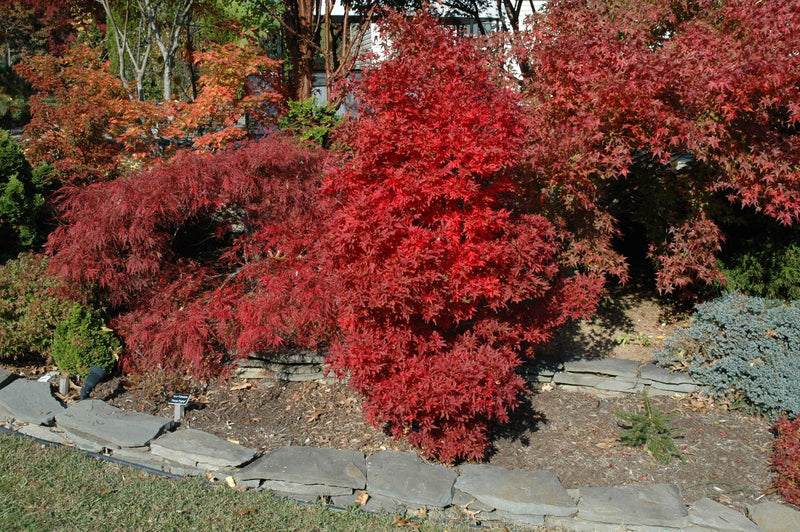 - FOR PICKUP ONLY | Acer palmatum 'Skeeter's Broom’ Narrow Red Japanese Maple | DOES NOT SHIP - Mr Maple │ Buy Japanese Maple Trees