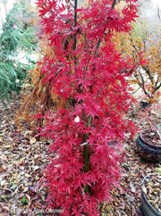 - FOR PICKUP ONLY | Acer palmatum 'Skeeter's Broom’ Narrow Red Japanese Maple | DOES NOT SHIP - Mr Maple │ Buy Japanese Maple Trees